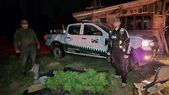 Algunos de los miles de plantines de marihuana secuestrados en el Sur provincial.  Algunos de los miles de plantines de marihuana secuestrados en el Sur provincial.