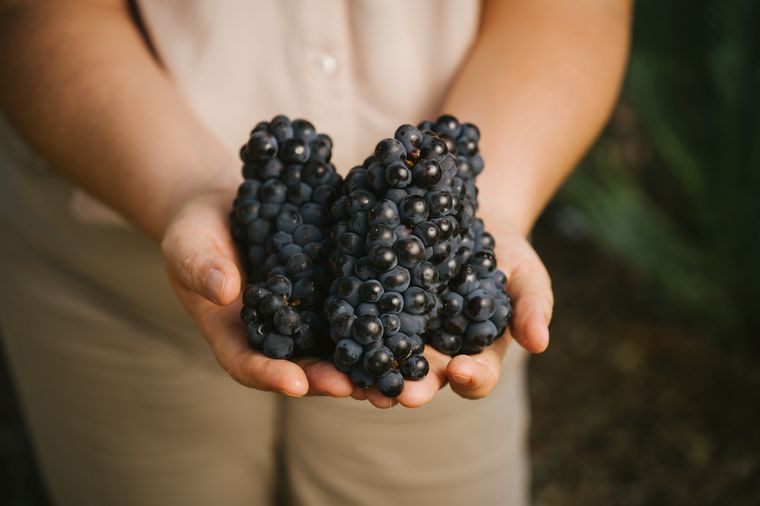 Pinot Noir, una cepa maravillosa. Gentileza.