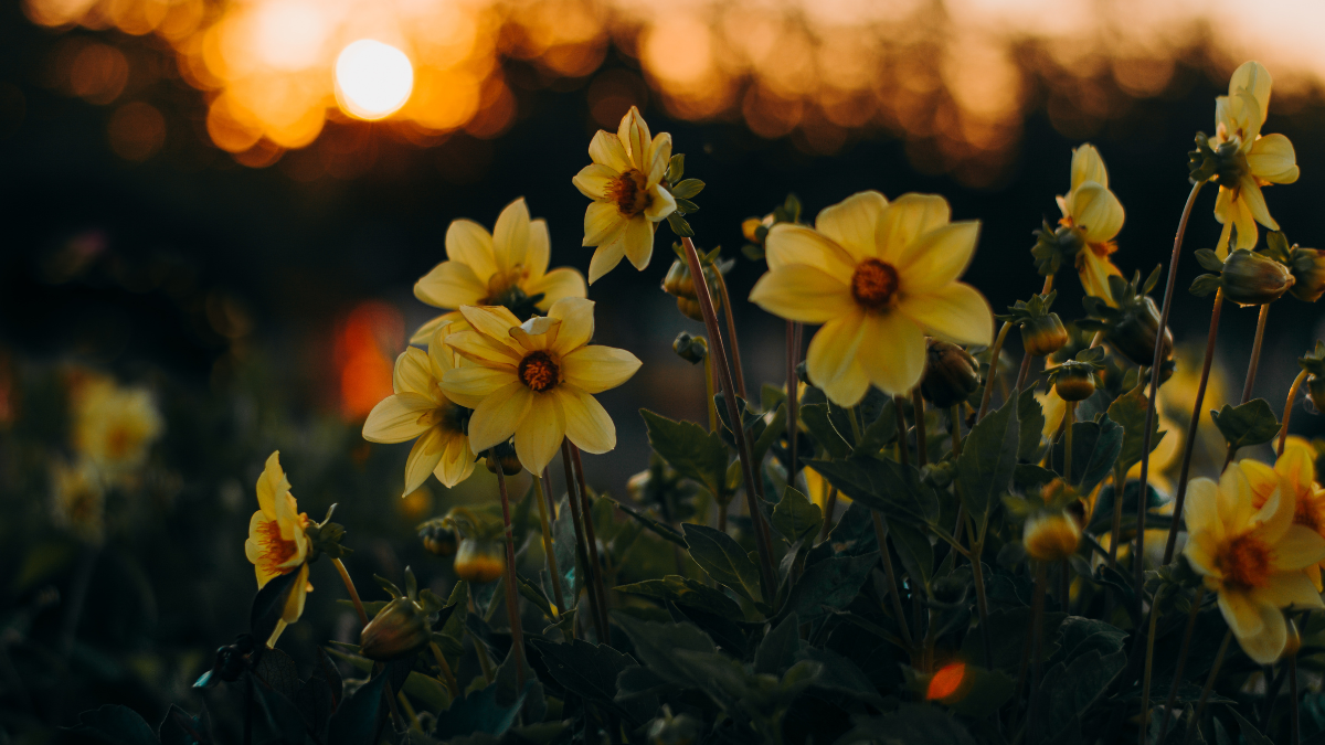 Jardín lleno de flores:  con solo tres ingredientes de cocina y en tiempo récord