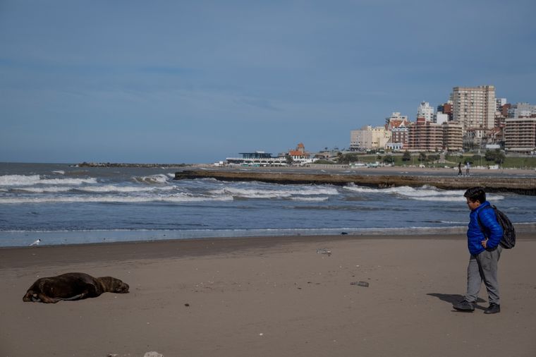 La aparición de lobos marinos muertos e infectados por gripe aviar genera preocupación entre los turistas. Foto: Télam