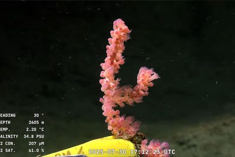 La trasmisión se puede ver en el canal de Youtube Schmidt Ocean Institute.