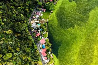 MDZol | En la foto ganadora del premio del Museo de Historia Natural de Londres se logra ver claramente los efectos de la Microcystis, un alga producto de la contaminación y los cambios en temperaturas. Foto: DANIEL MUÑOZ