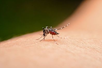 MDZol | Con este repelente casero ahuyentarás a los mosquitos de tu hogar Foto: Shutterstock