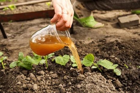 Un abono que no falla en el jardín. Fuente: Shutterstock. Un abono que no falla en el jardín. Fuente: Shutterstock.