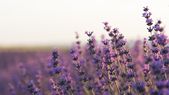 La lavanda es una de las plantas que no pueden faltar en el jardín. La lavanda es una de las plantas que no pueden faltar en el jardín.