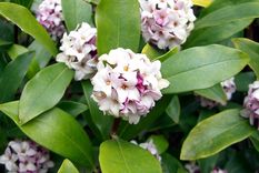 Daphne odora es totalmente resistente a las heladas Y requiere pleno sol o sombra parcial. Foto: https://es.wikipedia.org/