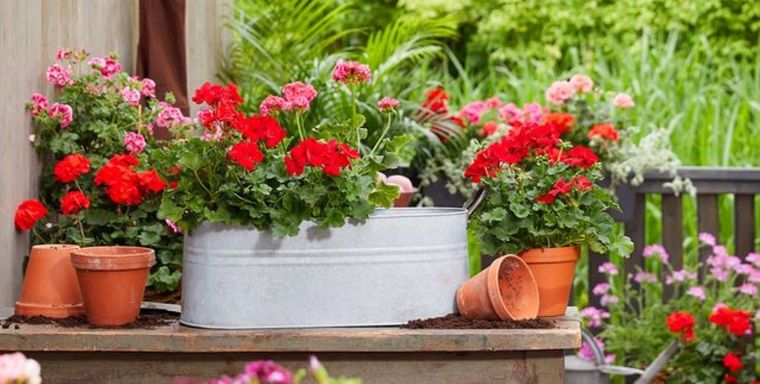 Con estos consejos las flores de tus plantas crecerán fuertes y hermosas Foto: Shutterstock