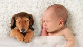 Esto es lo que descubrieron sobre tu mascota Foto: Archivo