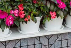 Florecen todo el año.