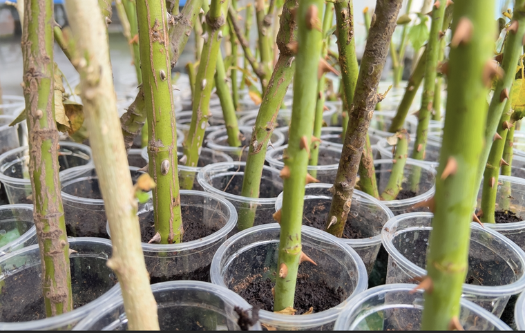 No te pierdas la oportunidad de tener tu propio rosal. Foto: Shutterstock