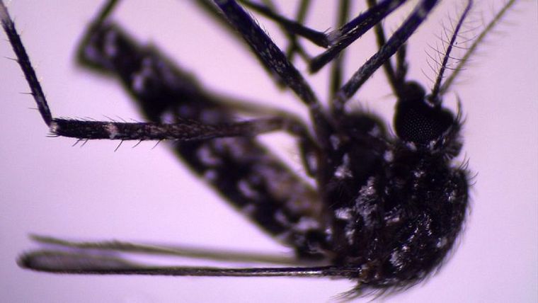El mosquito Aedes vittatus ya era conocido en otras regiones. Pero fue detectado recientemente en República Dominicana y Cuba. Foto: P.M. ALARCÓN-ELBAL Y M.A. RODRÍGUEZ-SOSA