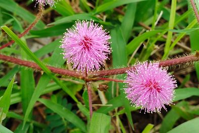 MDZol | Mimosa pudica 1