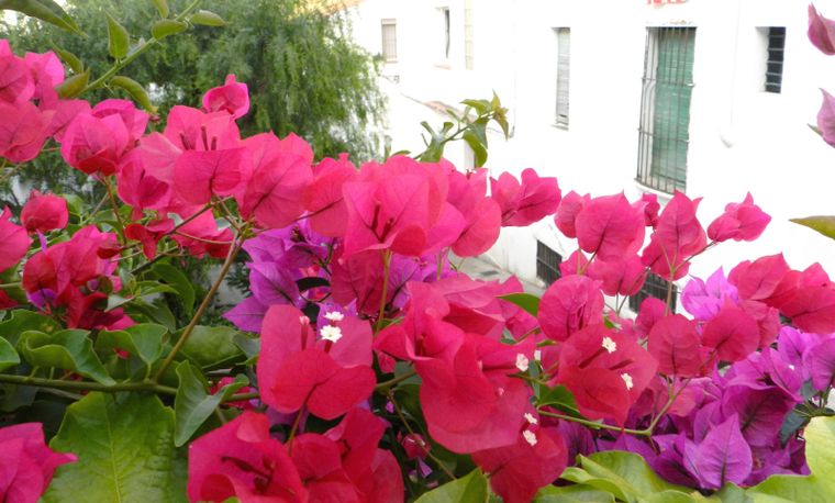 Tener una planta de Santa Rita en tu jardín tiene un profundo significado, según el Feng Shui Foto: Shutterstock