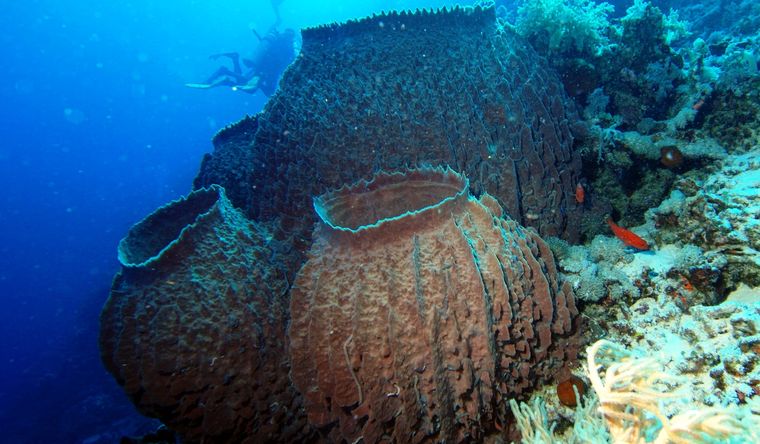 Las esponjas marinas tienen cientos de millones de años de evolución. Foto: Wikipedia.
