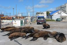 ¿Te cruzaste a algún animal durante estos días?