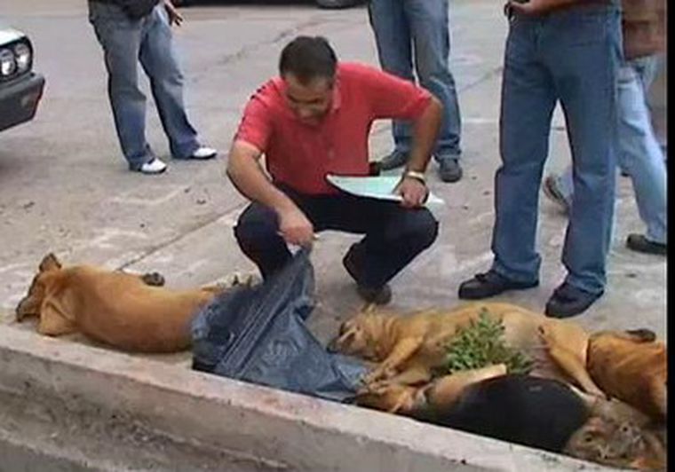 La denunciante hizo un relevamiento y los perros asesinado son 25.