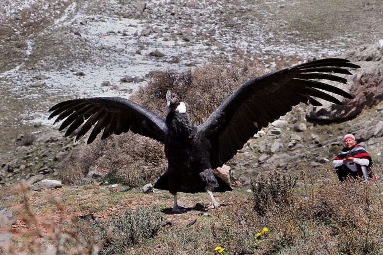 El ejemplar tiene más de 30 años de edad. Foto: Prensa Gobierno Mendoza