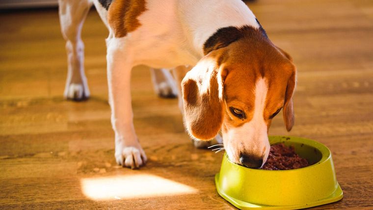 BARF, la dieta riesgosa tanto para perros como para gatos. Te contamos todo lo que tenés que saber Foto: Freepik