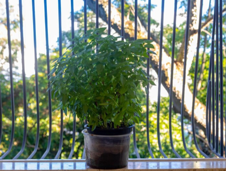 Las mejores plantas para decorar el balcón. Fuente: Freepik.