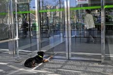 un perro enfermero revoluciona un hospital de murcia