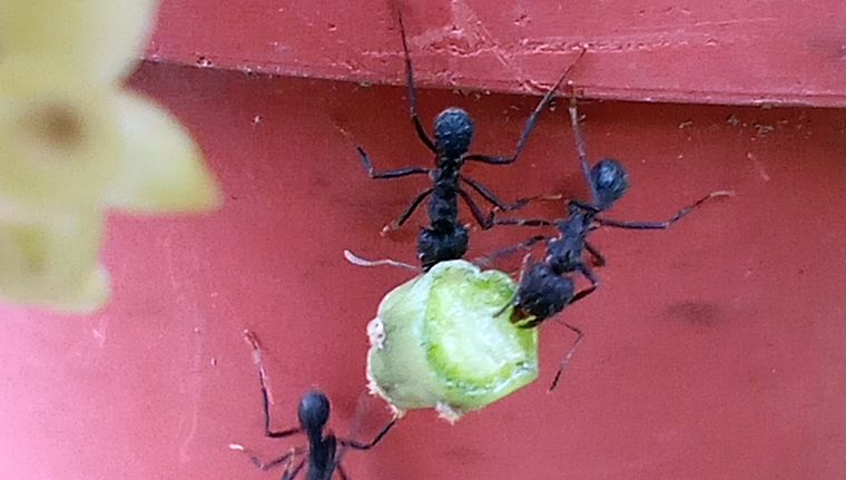Estos dos ingredientes para alejar hormigas se encuentran en la cocina de casa.