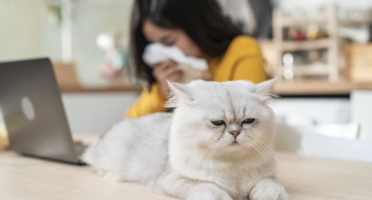 Esta es la razón de la alergia a los gatos. Foto: Shutterstock
