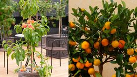 Durazno para patio (izq) y naranjos. Foto: Gentileza Alamy Peter D Anderson y Mauritius images GmbH