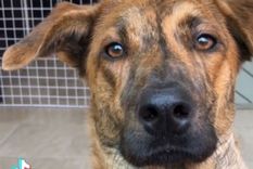 TikTok, perro, video viral TikTok @mendezgpe Foto: TikTok @mendezgpe