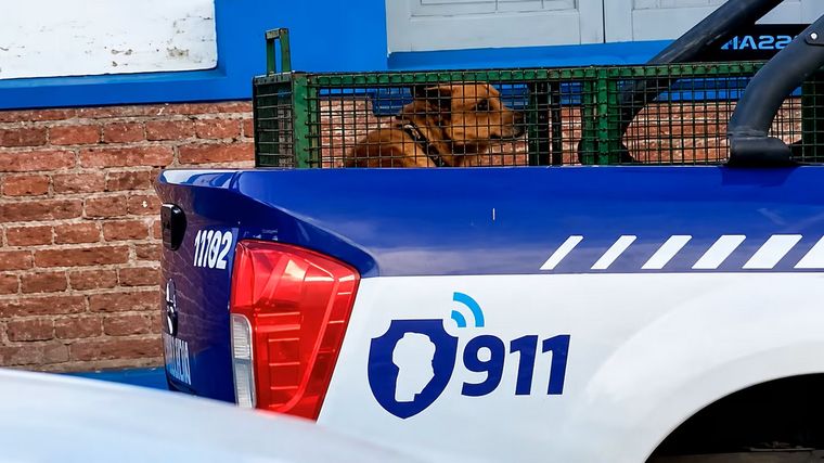 Se conocieron los resultados de la autopsia a la nena de 4 años que murió atacada por un perro