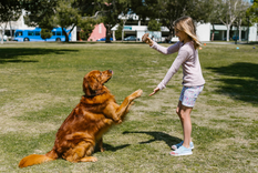 Jugar con los perros puede aliviarte el estrés, según reveló el reciente estudio Foto: Archivo