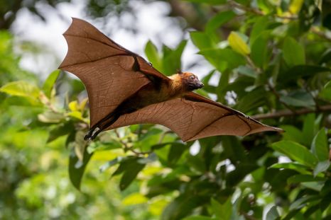 Para sorpresa de muchos, la presencia de murciélagos es un hecho fortuito Foto: Shutterstock