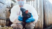 La gripe aviar es una enfermedad infecciosa viral que afecta a aves silvestres y de corral. La gripe aviar es una enfermedad infecciosa viral que afecta a aves silvestres y de corral.
