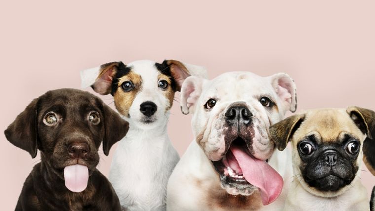 Elegir razas de perros con temperamento tranquilo es clave para lograr una convivencia armoniosa. Foto: Shutterstock