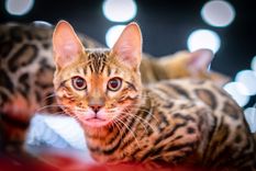 MASCOTAS LA RAZA ASHERA SE IMPUSO COMO LA MÁS COSTOSA. Foto: SHUTTERSTOCK