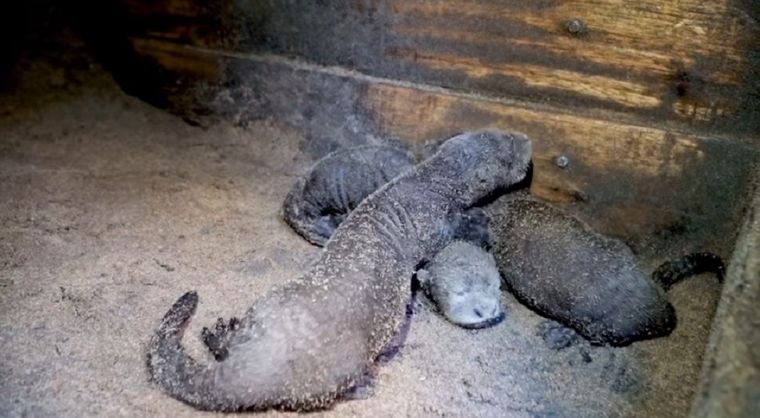 Foto: Captura de video Fundación Rewilding Argentina