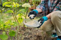 Estos tipos de abonos son un verdadero beneficio para las plantas del jardín Foto: Shutterstock