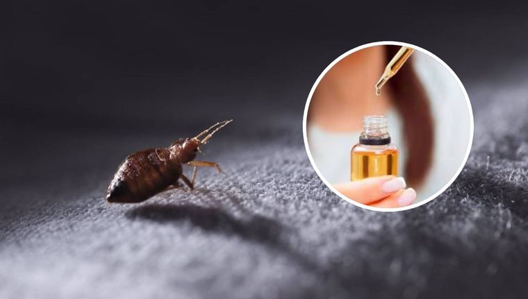 Las chinches pueden ser eliminadas con una serie de remedios caseros (Shutterstock).
