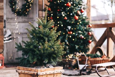 MDZol | Ya llegó diciembre, se acerca la navidad, comenzá a decorar tu casa con plantas de tu jardín Foto: SHUTERSTOCK