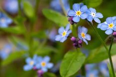 La planta nomeolvides posee una combinación hermosa de colores lavanda y amarillo. Foto: Pexels
