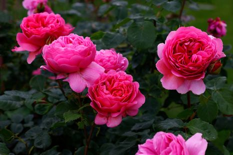 La flor creada en 2007 que aporta elegancia al jardín. La flor creada en 2007 que aporta elegancia al jardín.