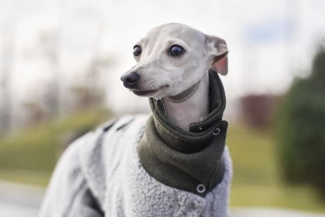 Los cuidados necesarios para tu perro este invierno. Los cuidados necesarios para tu perro este invierno.
