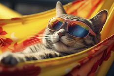 Aunque los gatos suelen tolerar mejor el calor que otros animales, el riesgo de deshidratación y golpe de calor obliga a extremar cuidados en los hogares.