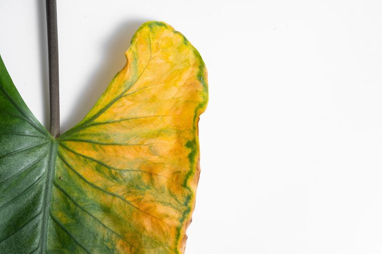 Un problema con solución. Foto: Fuente: Shutterstock