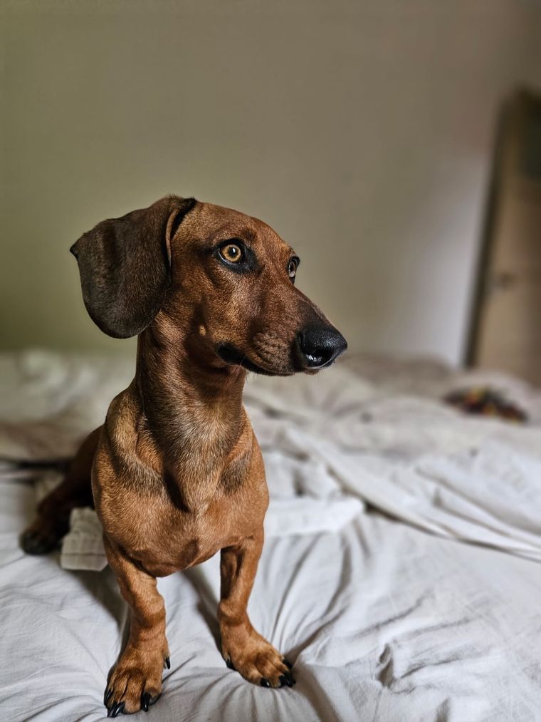 El ladrido excesivo en nuestros perros puede manifestarse en animales que pasan mucho tiempo a solas Foto: Rodrigo Carrizo