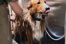 Lavedog se llama el emprendimiento que ofrece un habitáculo donde bañar y secar a tus perros en el barrio de Flores, en Buenos Aires.