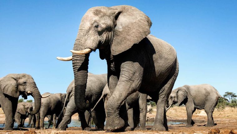 Los elefantes son muy sociales y viven muchos años. Foto: Archivo MDZ