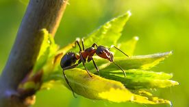 hormigas Estos insectos suelen rondar alrededor de las plantas Foto: Pixabay