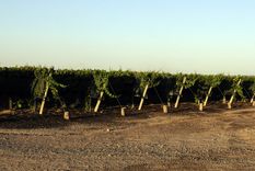 Foto: ALF PONCE MERCADO / MDZ