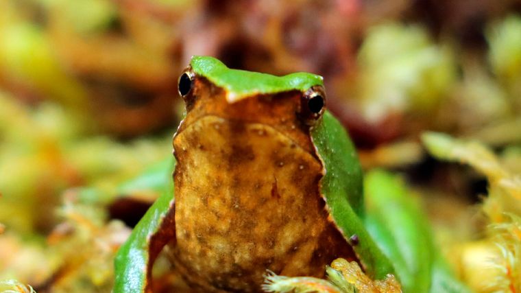 En Argentina y Chile, la rana de Darwin (imagen) es una de las especies que está en peligro extremo. Foto: ranitadedarwin.org