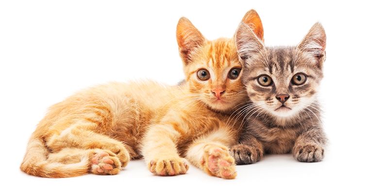 El gatito se hizo viral.